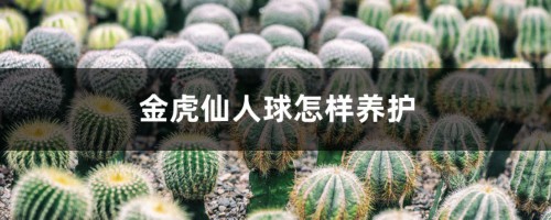 金虎仙人球怎样养护